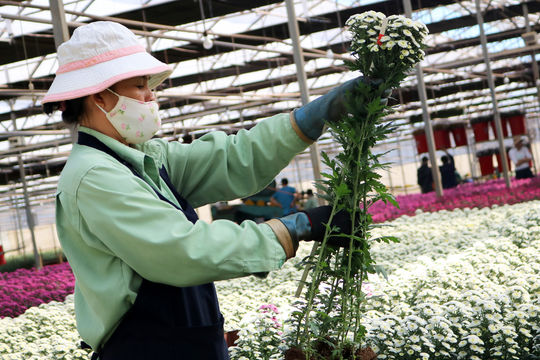 Xuất khẩu hoa tiếp tục tăng trưởng khá, mở ra nhiều tiềm năng