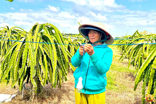 Nông dân ứng phó với nạn trộm bóng đèn chong thanh long