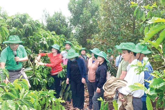 Sản xuất cà phê bền vững kết hợp bảo tồn và an sinh xã hội