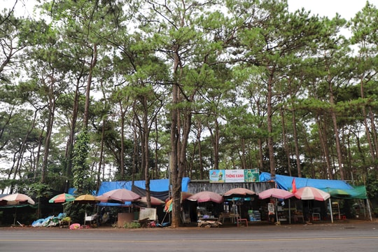 Lâm Đồng vận động người dân tháo dỡ hàng quán nằm trong rừng thông