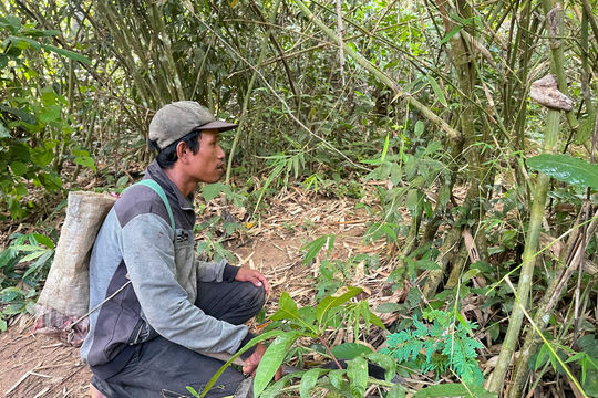 Mùa đi hái “lộc rừng”