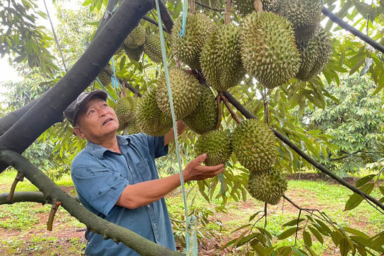 Tỉnh Lâm Đồng xây dựng mô hình sản xuất sầu riêng mang lại lợi nhuận hơn 1,3 tỷ đồng/ha