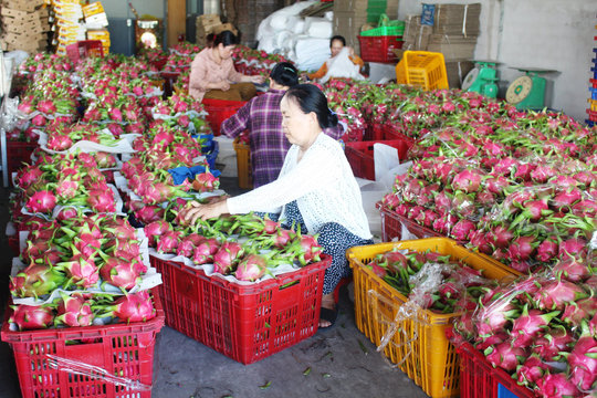 Tổ chức sản xuất thúc đẩy xây dựng nông thôn mới