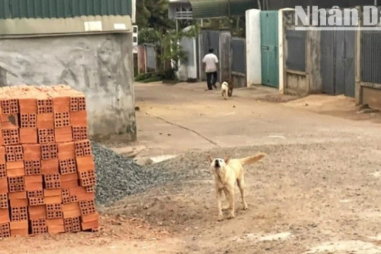 Bệnh nhân thứ 6 ở Đắk Lắk tử vong nghi do bệnh dại