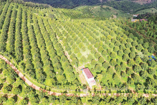 Doanh nghiệp nông sản kỳ vọng thêm nguồn lực