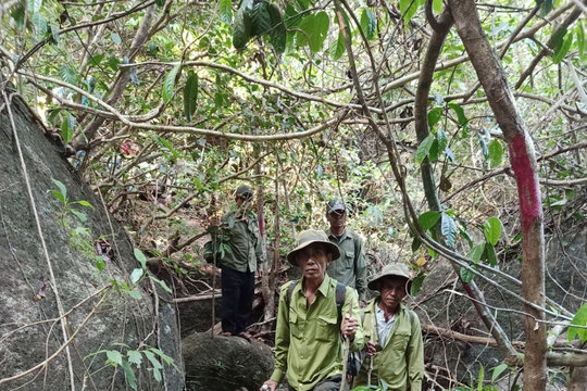Hộ nhận khoán - “cánh tay nối dài” trong bảo vệ rừng