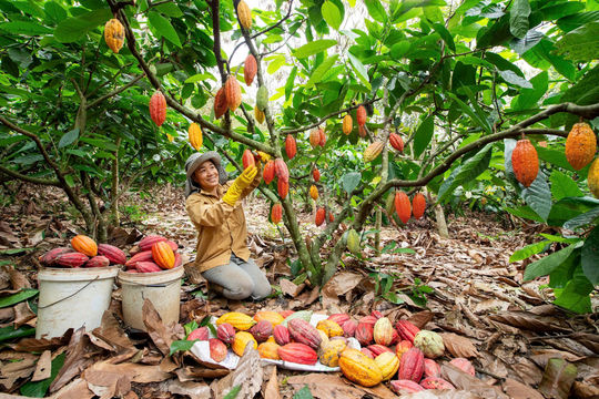 Thị trường ca cao rộng mở