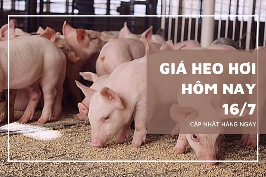 Giá heo hơi hôm nay 16/7: Đồng loạt giảm tại Miền Bắc và miền Trung - Tây Nguyên