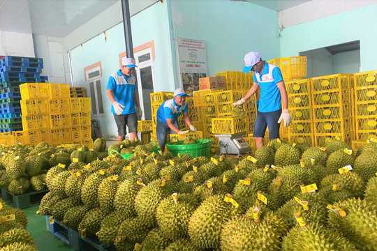 Tổng cục Hải quan Trung Quốc đánh giá cao chất lượng sầu riêng Lâm Đồng