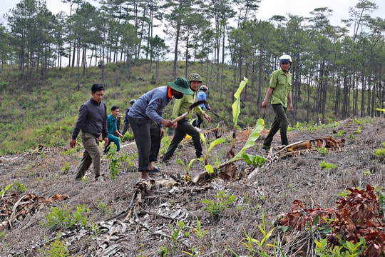 Tăng cường quản lý, bảo vệ rừng ở vùng sâu