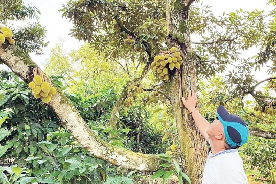 Đưa đặc sản Tây Nguyên ra thế giới