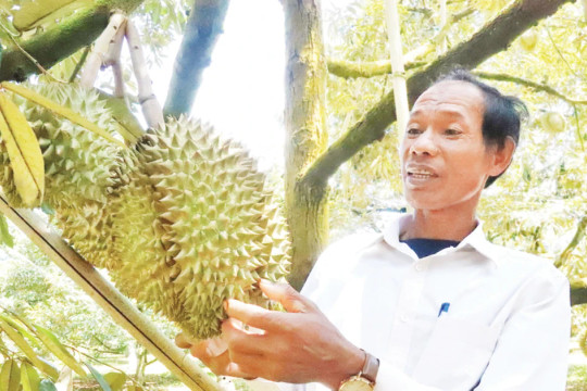 Phát triển ngành hàng sầu riêng bền vững