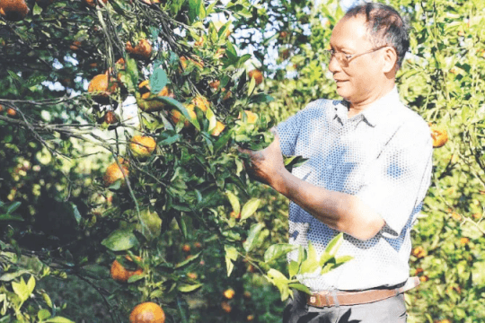 Gieo trái ngọt hữu cơ giữa đại ngàn
