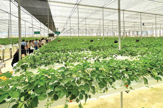 “Mỏ vàng” du lịch nông nghiệp