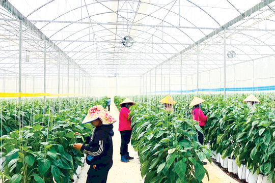 Vượt qua rào cản kỹ thuật thương mại, đưa nông sản vươn xa