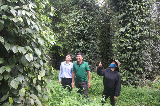 Hồ tiêu Lâm Đồng vươn xa nhờ sản xuất hữu cơ