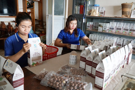 Mắc ca “4 sao”, sản phẩm đặc trưng với sinh kế người M’nông