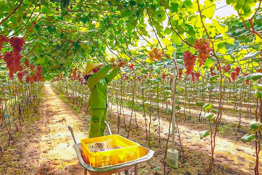 Tân Thành kết hợp nông nghiệp công nghệ cao vào du lịch