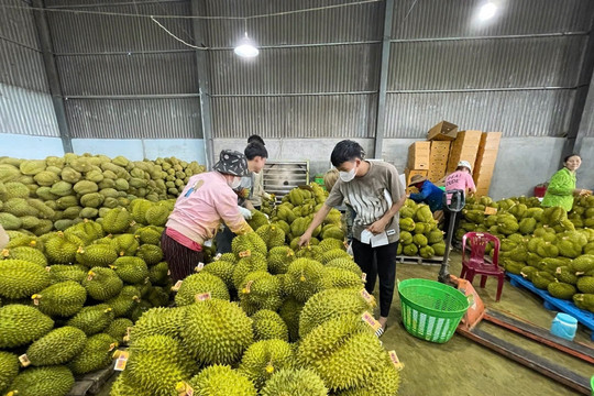 Làm gì để sầu riêng thơm ngon: Kinh nghiệm từ nhà vườn