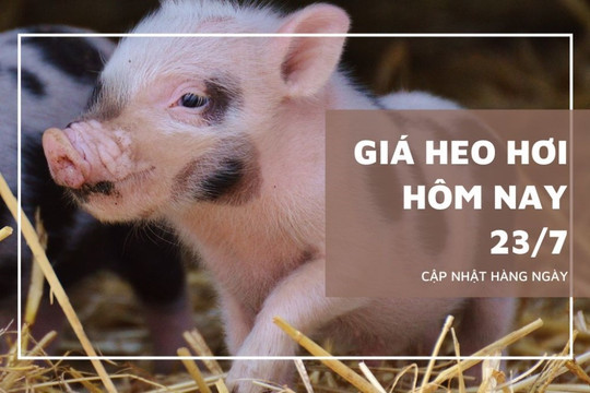Giá heo hơi hôm nay 23/7: Tiếp tục giảm tại nhiều Link vào, Tây Ninh giữ đỉnh 66.000 đồng/kg.
