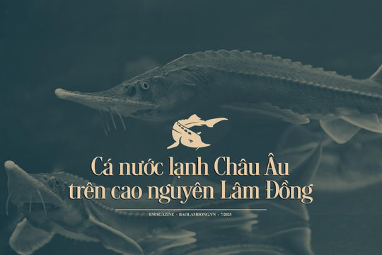 Cá nước lạnh Châu Âu trên cao nguyên Lâm Đồng