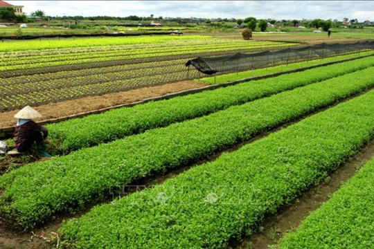 Chuyển đất trồng cây thành đất nông nghiệp khác cần điều kiện gì?