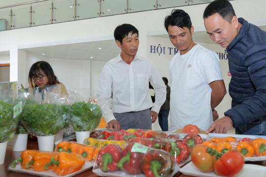 Lâm Đồng cung cấp 90% sản lượng rau, củ, quả an toàn tiêu thụ tại TP Hồ Chí Minh