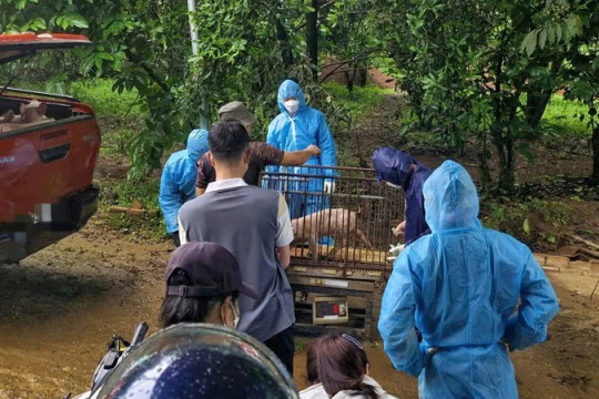 Lâm Đồng chỉ đạo các ngành, địa phương quyết liệt phòng, chống dịch tả lợn châu Phi
