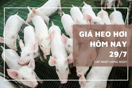 Giá heo hơi hôm nay 29/7: Giảm nhẹ tại miền Trung - Tây Nguyên và miền Nam