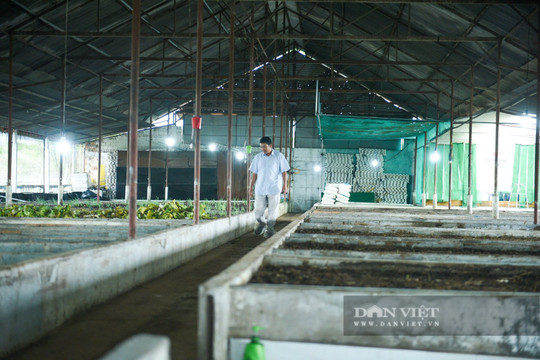 Một kỹ sư Lâm Đồng bỏ lương 30 triệu/tháng về làm nông nghiệp