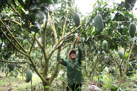 Ứng dụng khoa học - công nghệ trong sản xuất nông nghiệp