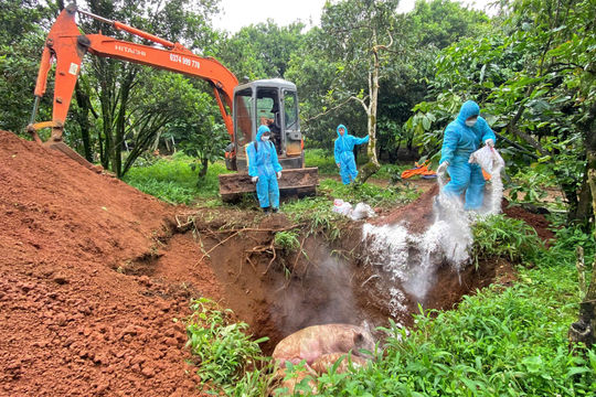 Bảo Lâm 1: Tiêu hủy thêm 8 con lợn nái tại ổ dịch tả lợn Châu Phi