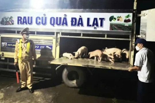 Phát hiện xe tải chở 97 con lợn mắc bệnh tả châu Phi đi tiêu thụ tại Đắk Lắk