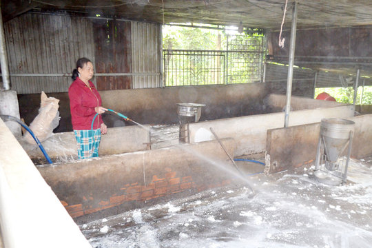 Thúc đẩy chăn nuôi an toàn sinh học để phòng, chống dịch tả lợn châu Phi
