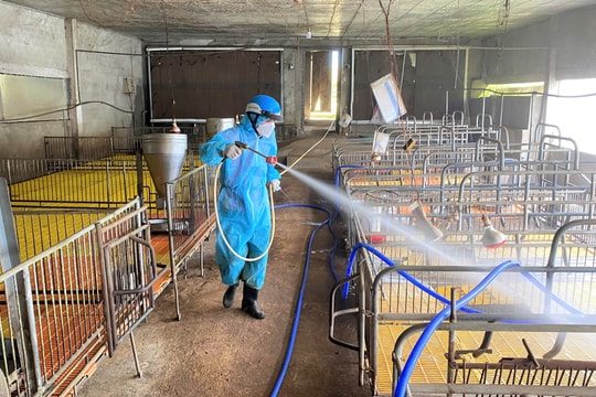 Lâm Đồng chỉ đạo “nóng” về công tác phòng chống Dịch tả lợn Châu Phi