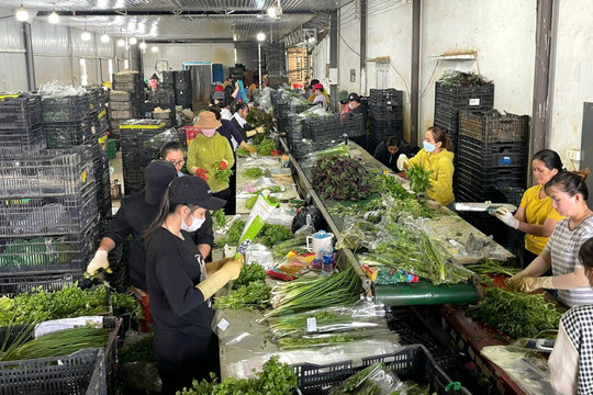Khi nhà nông biết trước lợi nhuận
