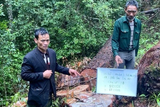 Lâm Đồng bắt giữ 4 đối tượng khai thác gỗ thông trái phép quy mô lớn