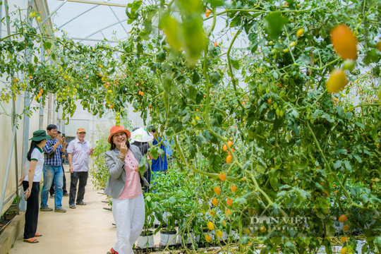 Bỏ phố về quê, thanh niên phường Đông Gia Nghĩa là tỷ phú Lâm Đồng, làm farm đẹp như phim