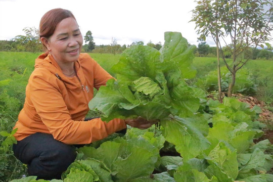 Cải thảo xã vùng sâu “xuất cảnh” qua Hàn Quốc