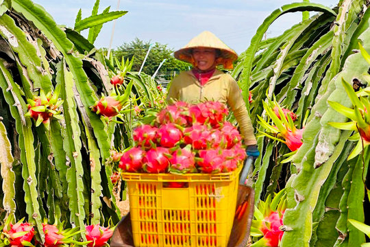 Tháo gỡ khó khăn trong tiêu thụ thanh long