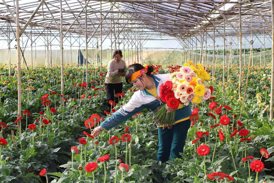 Kỳ vọng “thủ phủ hoa” vươn mình khẳng định vị thế