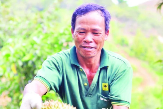 Kiểm soát chất lượng vùng trồng cây sầu riêng