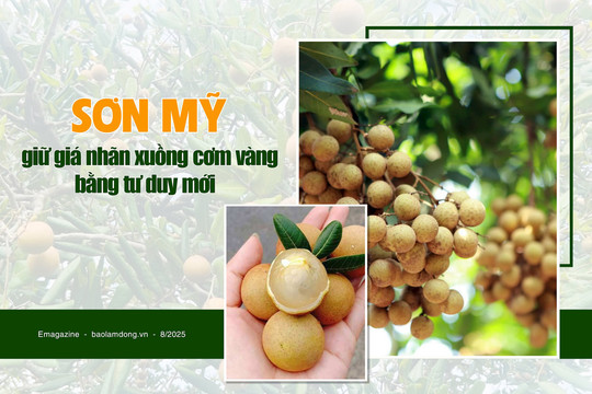 Sơn Mỹ giữ giá nhãn xuồng cơm vàng bằng tư duy mới