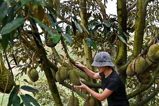 Rộn ràng mùa sầu riêng, măng cụt ở La Dạ