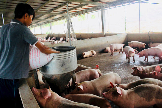 Lo ngại dịch bệnh, sức mua thịt heo giảm dù giá bán hạ