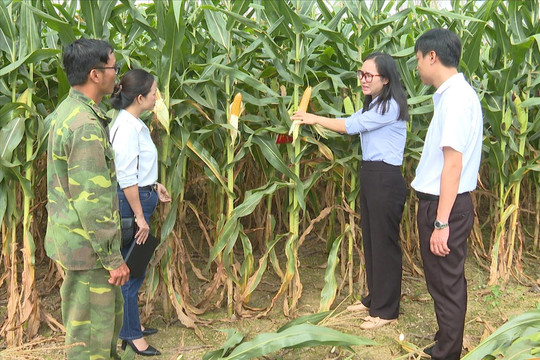 Doanh nghiệp liên kết trồng bắp làm thức ăn chăn nuôi ở xã biên giới Đắk Wil