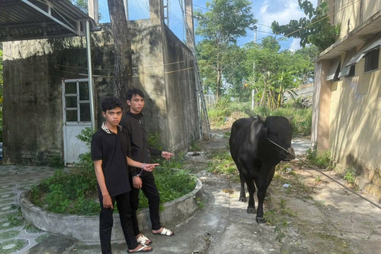 Bắt giữ 2 đối tượng trộm bò của người dân