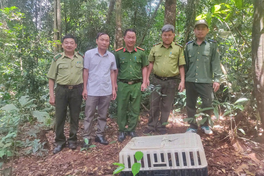 Lâm Đồng cứu hộ, thả 2 động vật quý hiếm về rừng