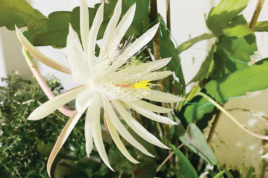 Chờ đón nụ cười quỳnh