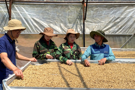 Cà phê vàng xứ ngàn hoa